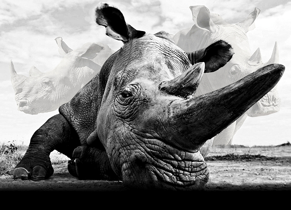 The Last Rhino Art